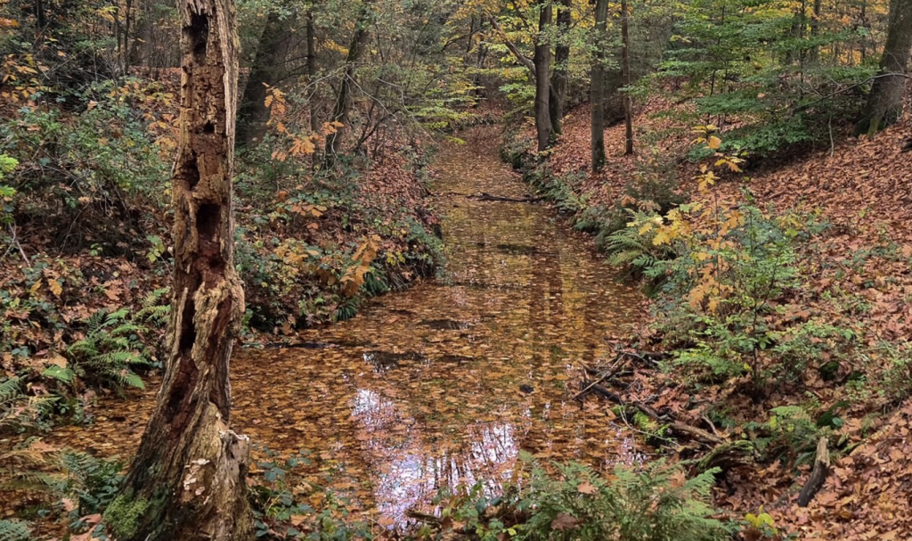 De Noordelijke Horsthoekerbeek