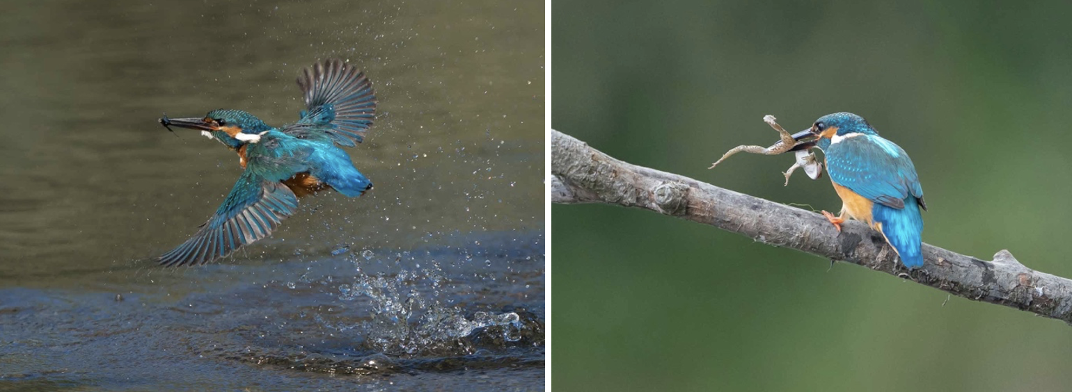 Afbeeldingen: IJsvogel in actie