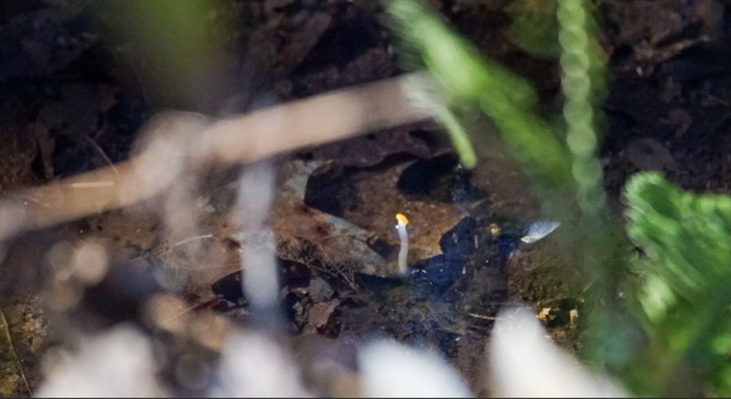 beekmijtertje in de beek