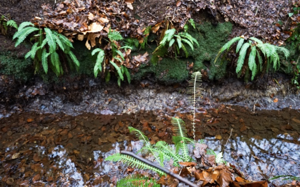 dubbelloof langs de beek